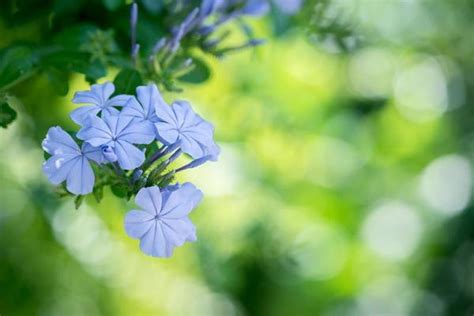 Periwinkle Color Stock Photos, Images and Backgrounds for Free Download