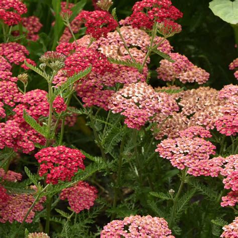 How to Grow Achillea Plant: A Beautiful and Hardy Flower - Flower Patch ...