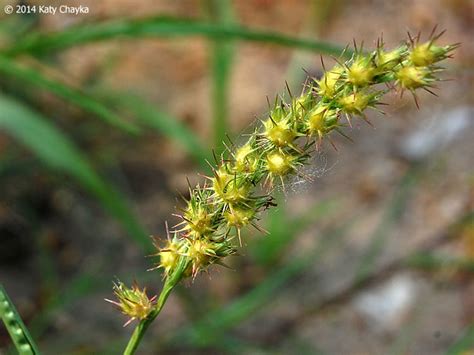 Cenchrus longispinus (Sandbur): Minnesota Wildflowers