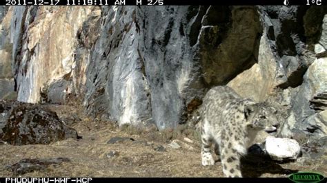 New Survey Snaps Amazing Images of Snow Leopards, Prey | Live Science