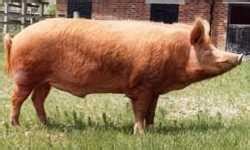 The Different Breeds of Swine - Tamworth. Tamworth Pig Breed. Tamworth ...