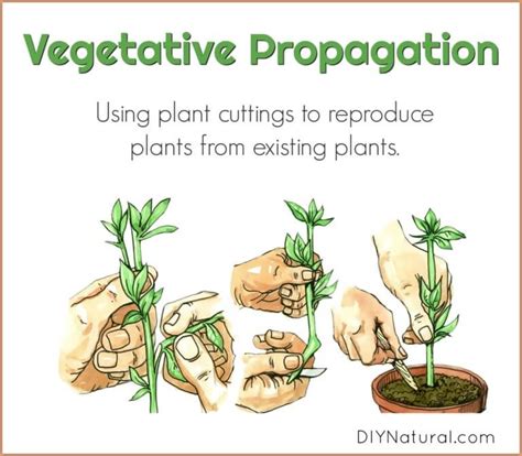 Vegetative Propagation: Using Plant Cuttings to Reproduce Existing Plants