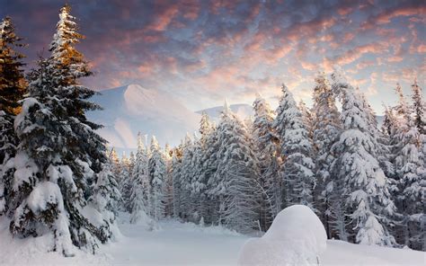 Новогодние Пейзажи Фото – Telegraph