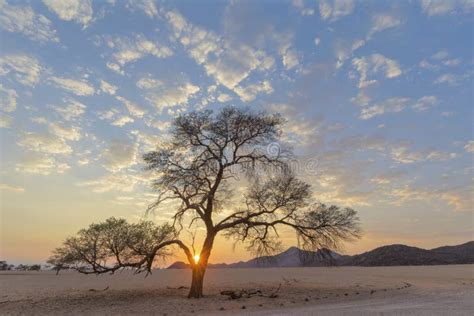 Camel Thorn Tree at Sunrise Stock Photo - Image of tree, africa: 177629686