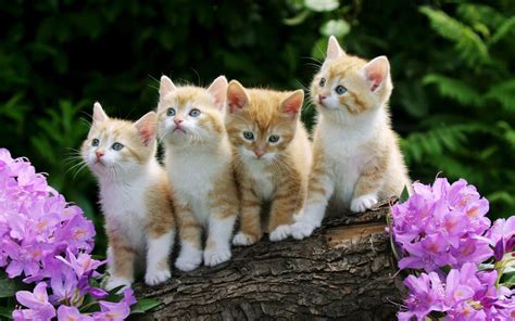 Curious Kittens Wallpapers | HD Wallpapers | ID #4997