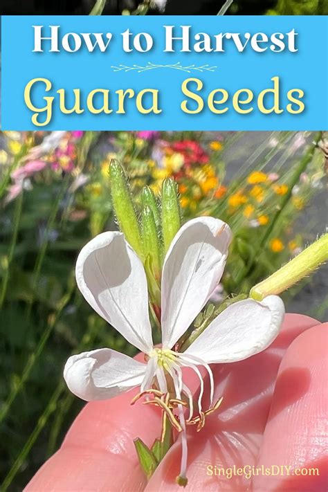 How to Save Guara Seeds (To Plant Next Year) - Single Girl's DIY