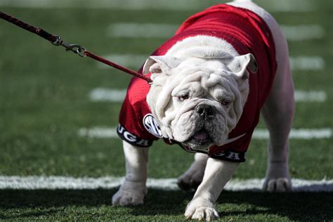 Georgia unveils English bulldog puppy Boom as new Uga mascot | AP News