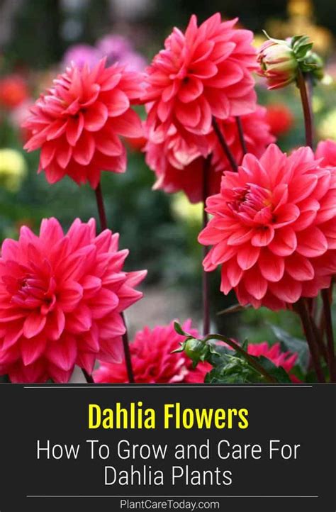 Growing Dahlia Flowers: How To Care For Dahlia Bulbs and Tubers