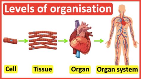 kalan Günlük gezi için zaman cells tissues and organs ...