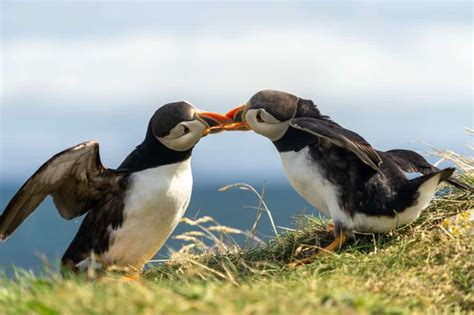 9 Best Places For Whale Watching in Newfoundland – Explore With Lora