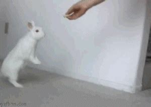 Rabbit Jumping Gif