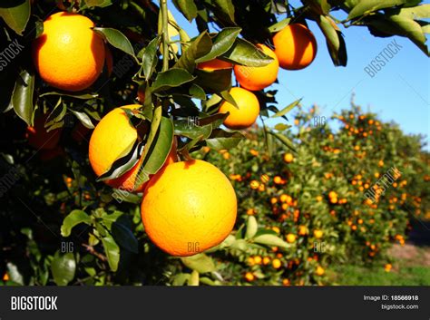 Florida Oranges Image & Photo (Free Trial) | Bigstock