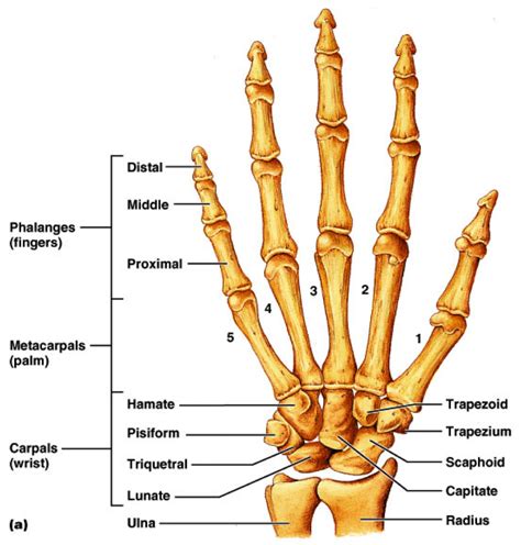 5 Best Images of Finger Hand Diagram - Muscles of the Upper Arm and ...