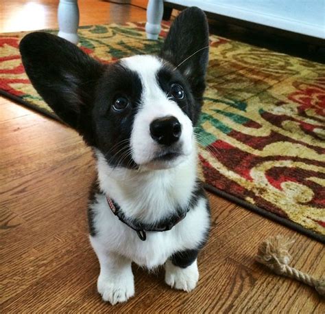 Black and white corgis are a thing?! | Cute dogs, Corgi puppy, Corgi