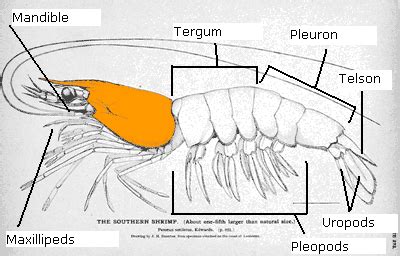 The External Anatomy of a Shrimp