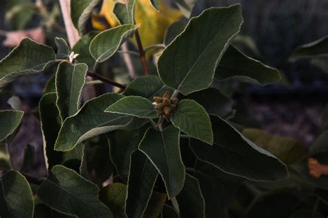 Cordia parvifolia — V&P Nurseries