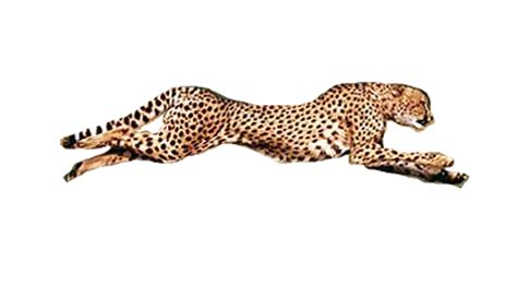 Cheetah PNG Transparent Images, Pictures, Photos | PNG Arts