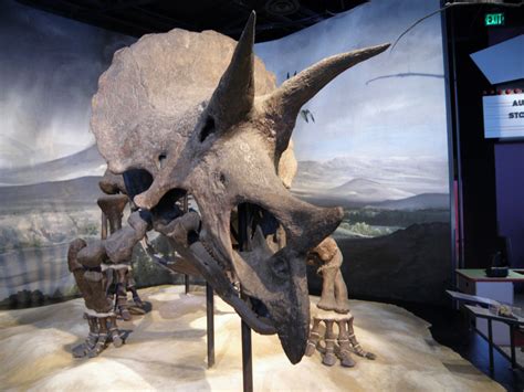 Triceratops at the Science Museum of Minnesota (not South Dakota ...