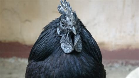 Ayam Cemani Chickens: The Ultimate Breed Guide - Know Your Chickens