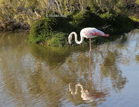 Ras Al Khor Wildlife Sanctuary | 21st January 2020., Dubai, … | Flickr