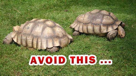 The ULTIMATE SULCATA spurred Tortoise food list & diet - YouTube