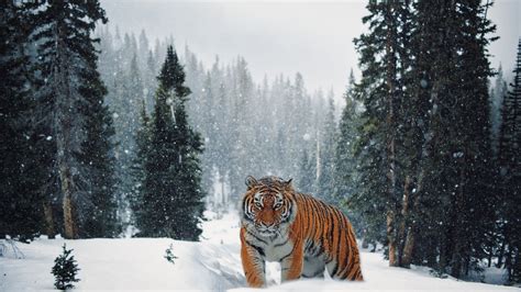 Download wallpaper: Siberian Tiger in Winter landscape 2880x1620