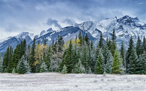 Snowy pine forest by the rocky mountains wallpaper - Nature wallpapers ...