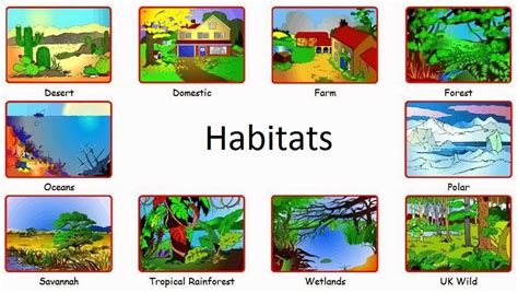 Animal Habitats