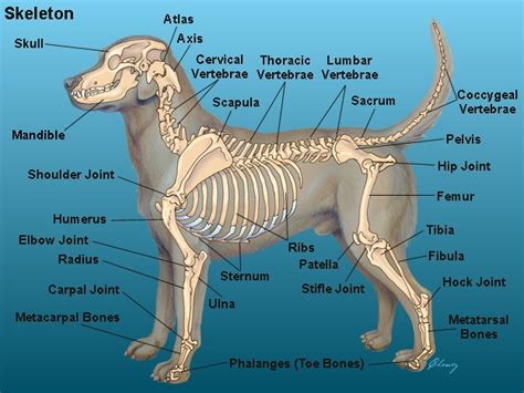 Dog Anatomy Chart