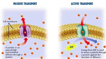 Explain the Differences Between the Two Types of Transport Proteins