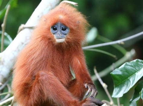 Borneo's Rainforest Mammals - Naturetrek