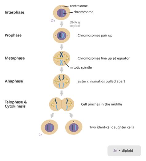 List and Describe the Steps of Mitosis