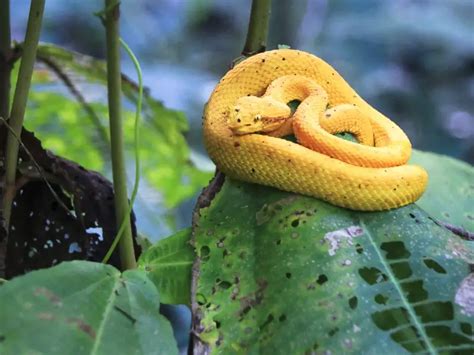 Eyelash Viper: Care Guide & Species Profile - Everything Reptiles