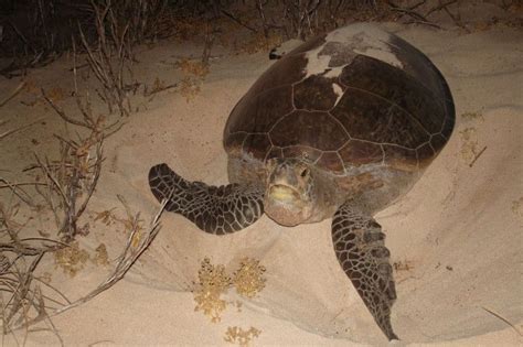 Witness the magic of sea turtle nesting and hatching | Travel Intense ...