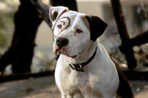 What are our 20 Top Dog Movies? - Talent Hounds