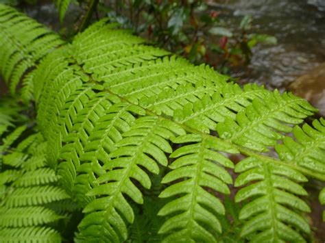 Free Image of Lush green fern fronds | Freebie.Photography