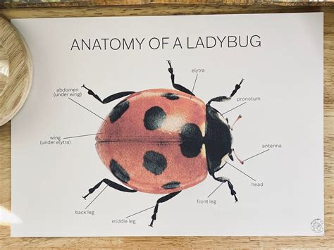 Anatomy of a Ladybug Poster Ladybug Anatomy Anatomy Poster - Etsy UK