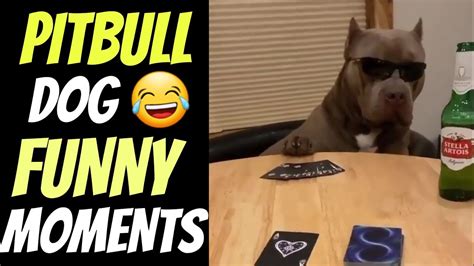 pitbull dog funny moments | funny video of pitbull - YouTube