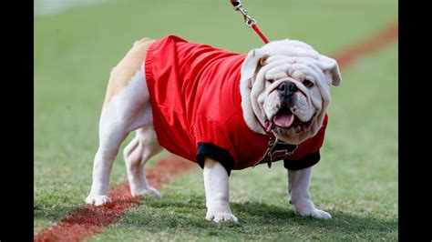 The 10 best mascots in college football | 11alive.com