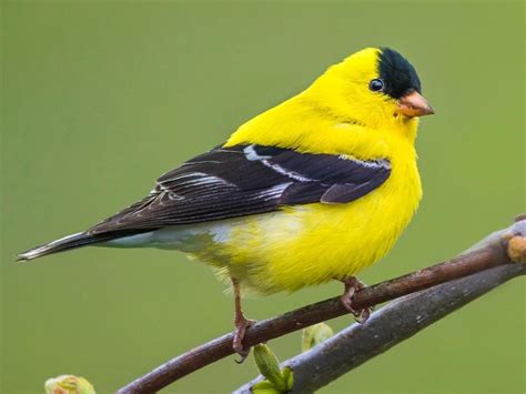 Birds Of Idaho: 13 Most Adorable Species To Watch And Feed - Love The Birds