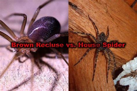 Brown Recluse vs House Spider: Six Major Differences