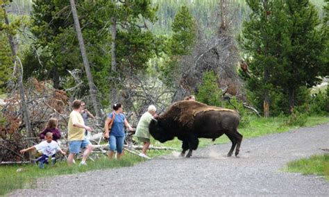 Yellowtone National Park - A Bison Attacks - AllTrips