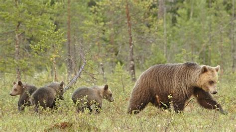 Mother Bears Are Staying With Their Cubs Longer, Study Finds | NCPR News