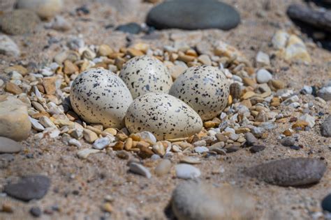 Protecting the Piping Plover: More than a Tiny Bird - Aperture & Light