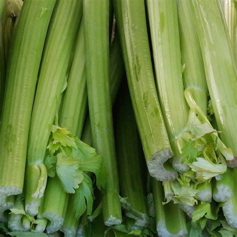 CELERY: Celery is a plant variety in the family Apiaceae, commonly used ...