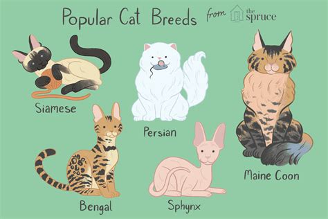 12 Most Popular Cat Breeds