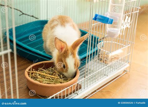 3 Months Old Bunny Rabbit Eating Hay Food Stock Photo - Image of baby ...