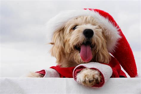 Winter Puppies Wallpapers - Wallpaper Cave