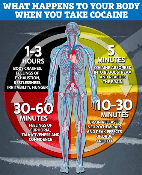 Cocaine Effects on Body Systems - Todeeney.com