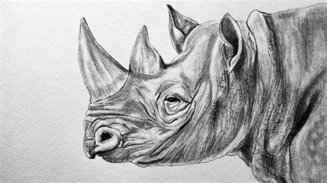 How to draw a realistic rhino (Rhinoceros) pencil drawing (Time lapse ...